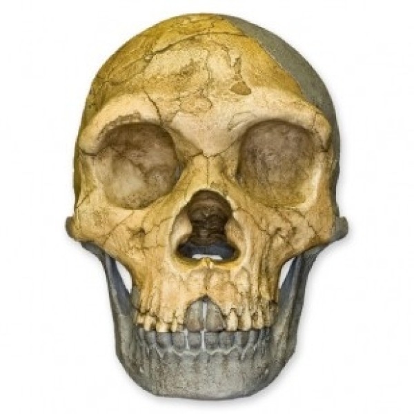 ESP Model Forbes Quarry Skull (ZJY-524-F)