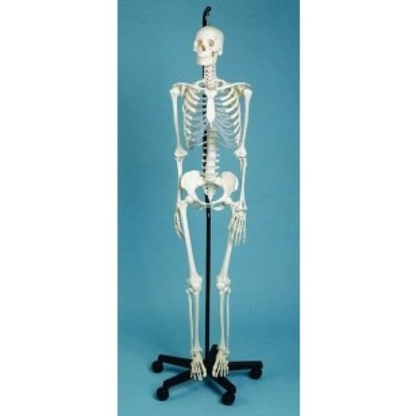 ESP Model Skeleton Medical Quality, Male, 3 Part Skull (ZJY-119-Y)