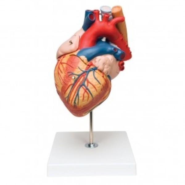 ESP Model Heart with Oesophagus and Trachea, 2x Life-Size, 5 Part (ZKJ-631-E)