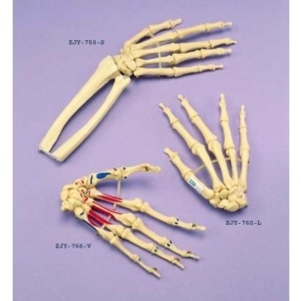 ESP Model Hand Loosely Articulated on Elastic (ZJY-769-E)