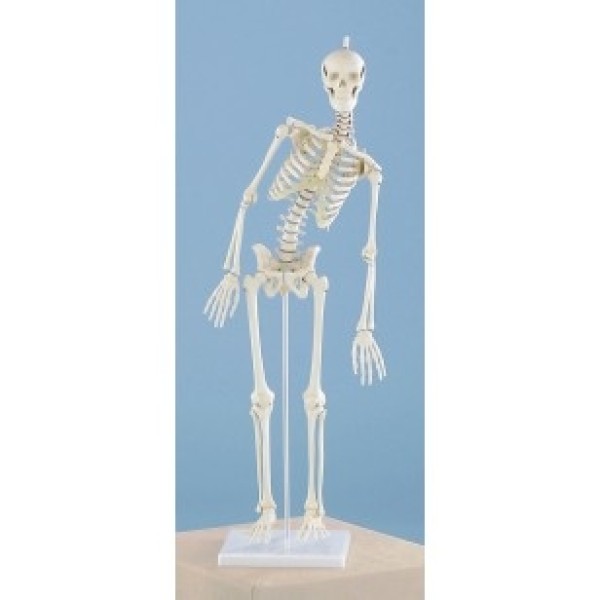 ESP Model Miniature Skeleton, Flexible Spine (ZJY-266-S)