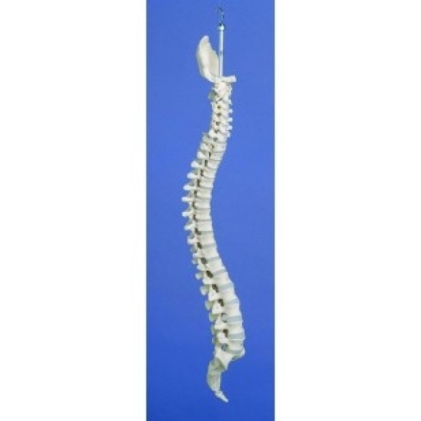 ESP Model Rigid Spine, Medical (ZJY-972-W)