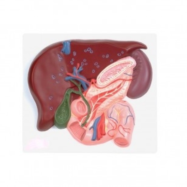 ESP Model Liver Pancreas & Duodenum (ZKJ-750-R)