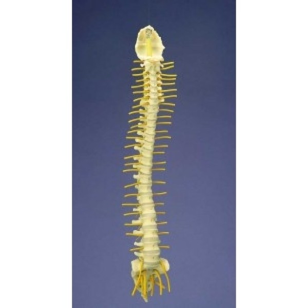 ESP Model Flexible Spine, Medical with Simple Nerves (ZJY-988-C)