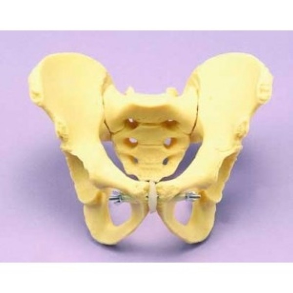 ESP Model Juvenile Female Pelvis (ZJY-599-J)