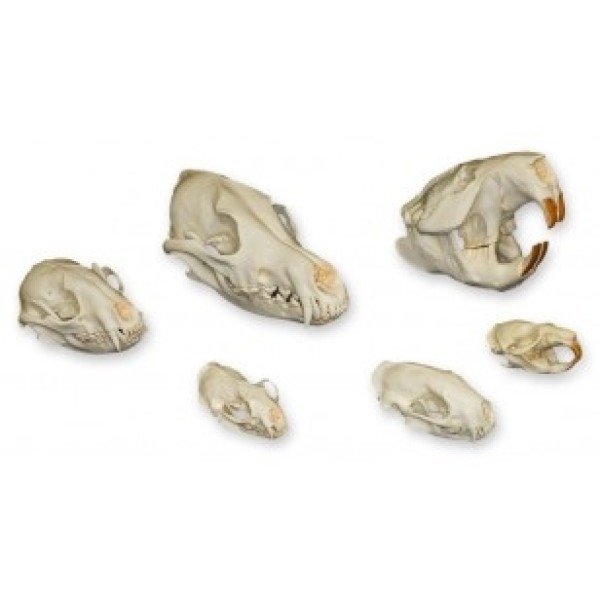 ESP Model Dietary Skull Set (ZKA-204-D)