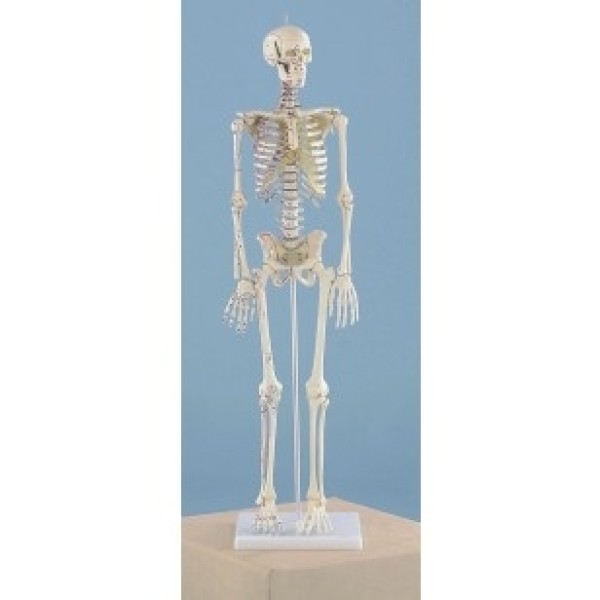 ESP Model Miniature Skeleton, Rigid Spine with Muscle Attachments (ZJY-264-M)