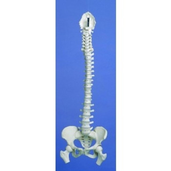 ESP Model Flexible Spine Medical with Pelvis and Femur Ends (ZJY-979-B)