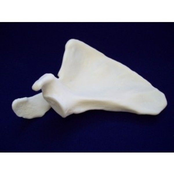 ESP Model Scapula (ZJY-240-035A)