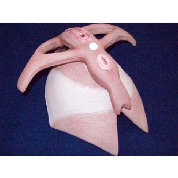 ESP Model Pelvic Floor to Fit Pelvis Model (ZKK-262-H)