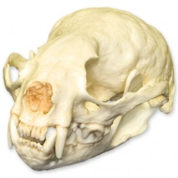 ESP Model Small-clawed Otter Skull (ZKA-220-S)