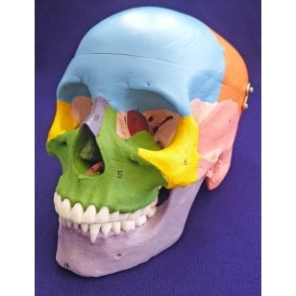 ESP Model Painted Skull, to show Bones (ZJY-342-B)