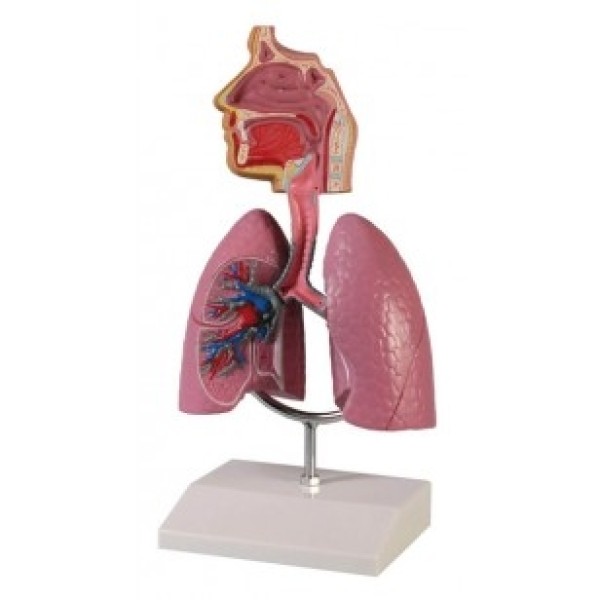 ESP Model Respiratory System, Half Life-Size (ZKJ-654-H)