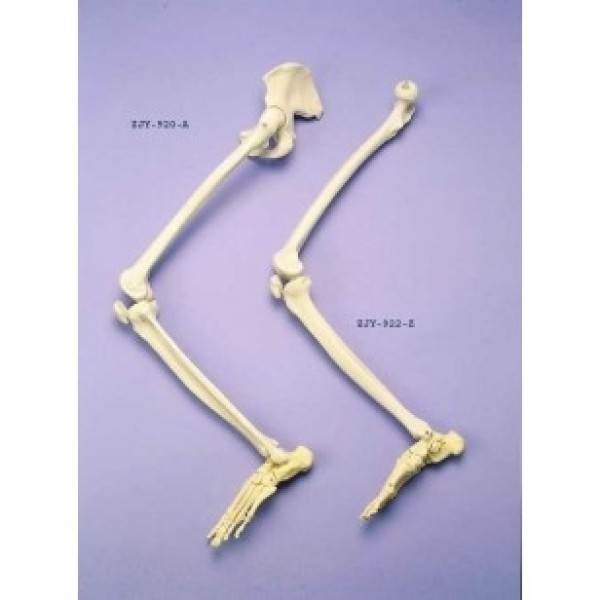 ESP Model Leg & Half Pelvis Articulated on Nylon (ZJY-921-N)