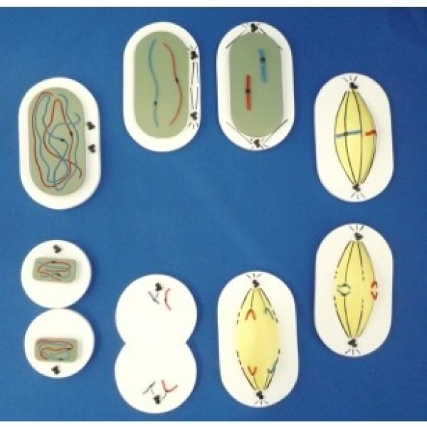 ESP Model Mitosis Unmounted (ZKA-102-T)