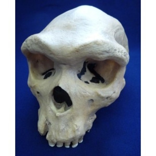 ESP Model Replica Rodesian Man Skull (ZJY-580-N)