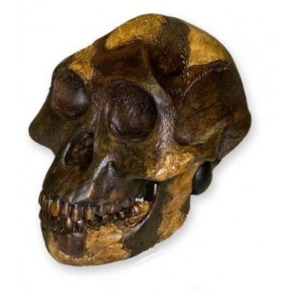 ESP Model Lucy A . Afarensis Skull (ZJY-562-L)