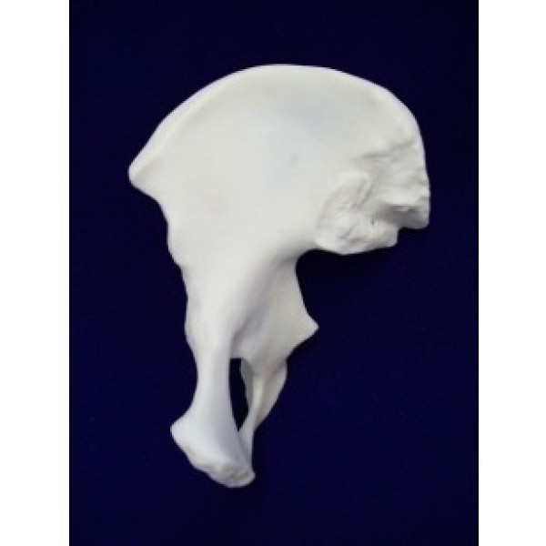 ESP Model Pelvis Wing (Innominate Bone) (ZJY-240-110M)