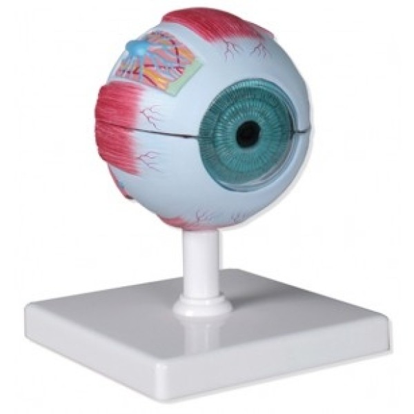 ESP Model Eye Model, 4x Life Size, 6-Part (ZKH-468-E)