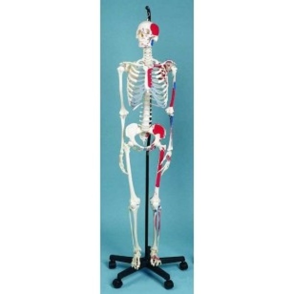 ESP Model Skeleton Showing Muscular Attachments (ZJY-160-N)