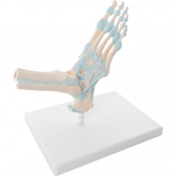 ESP Model Skeletal Foot with Ligaments (ZJY-915-F)