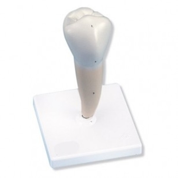 ESP Model Lower Premolar Tooth (ZKH-814-F)