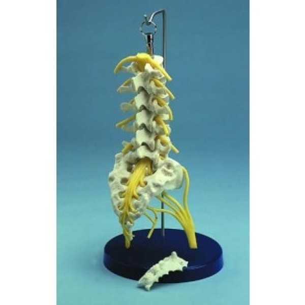 ESP Model Flexible Lumbar Spine (ZJZ-245-E)