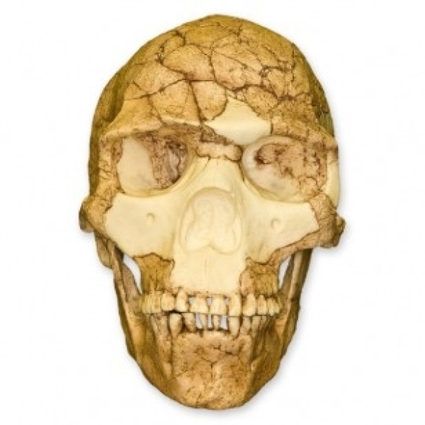 ESP Model Skhul 5 Skull (ZJY-534-N)