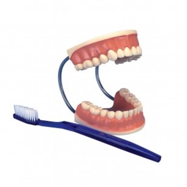 ESP Model Toothcare with Brush (ZKH-852-A)