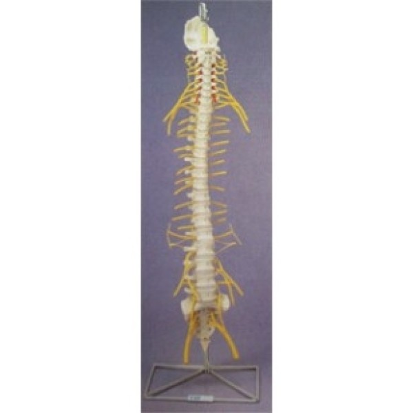 ESP Model Flexible Spine Medical with Nerve Ends (ZJY-982-P)