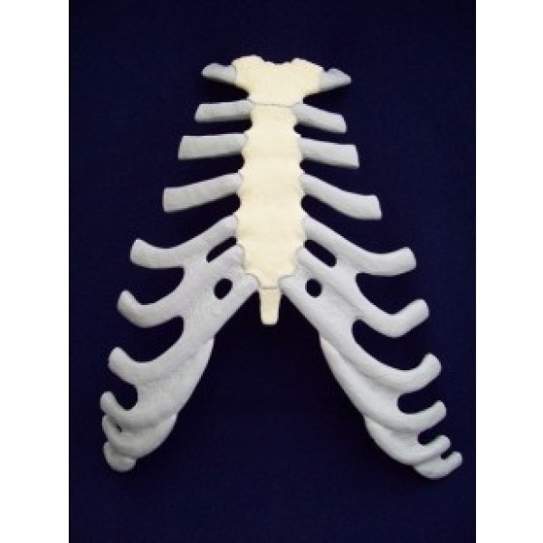 ESP Model Sternum (ZJY-240-030K)