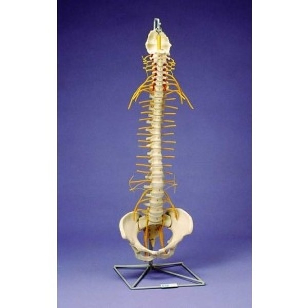 ESP Model Flexible Spine, Medical withTilt and Torsion (ZJY-987-D)