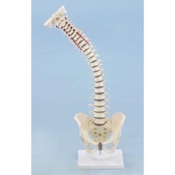 ESP Model Vertabral Column with Removable Pelvis (ZJZ-193-R)