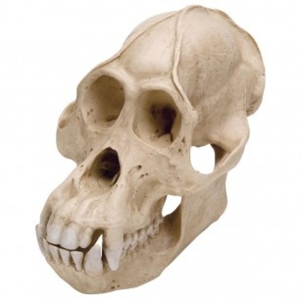 ESP Model Muscular Orangutan Skull Plastic (ZKA-050-M)