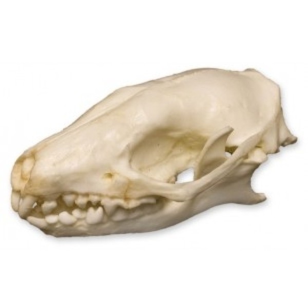 ESP Model Hedgehog Skull (ZKA-226-E)