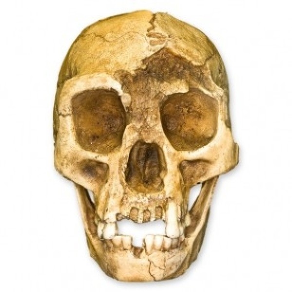 ESP Model H. Floresiensis Skull (Hobbit) (ZJY-530-H)