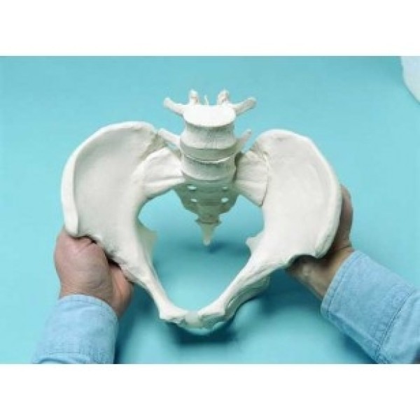 ESP Model Flexible Pelvis, Female (ZJY-598-E)