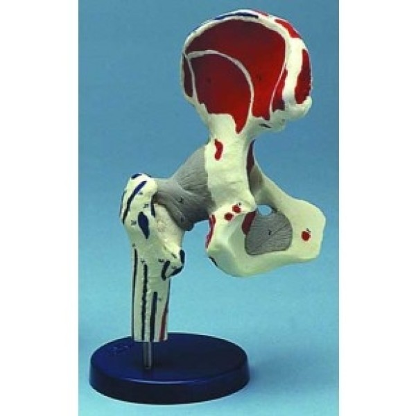 ESP Model Hip Joint Painted Ligamented (ZJY-822-F)