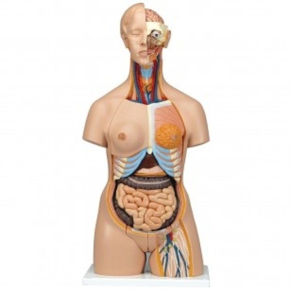 ESP Model Female Torso 20 Parts with Head - Anatomical Model (ZKJ-200-A)