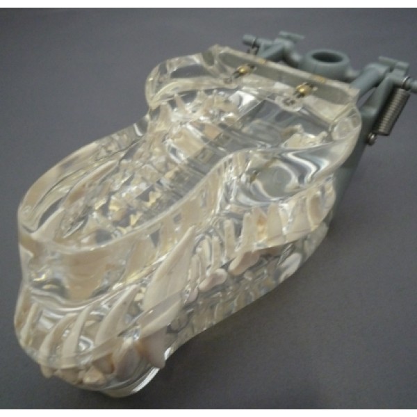 ESP Model Transparent Canine Jaw Life Size (ZKA-032-J)