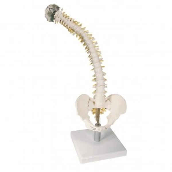 ESP Model Vertebral Column, Standard, with Soft Discs (ZJZ-190-S)