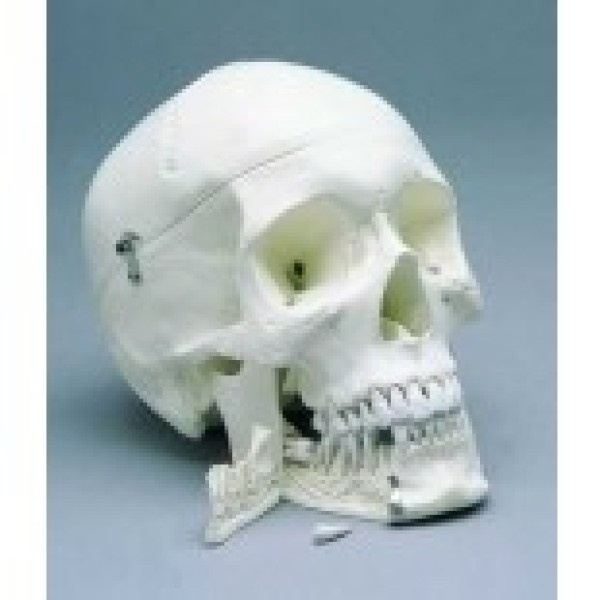 ESP Model Transparent Skull (ZJY-390-X)