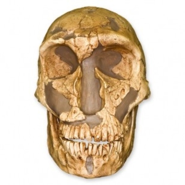 ESP Model La Ferassie Man Skull (ZJY-544-F)