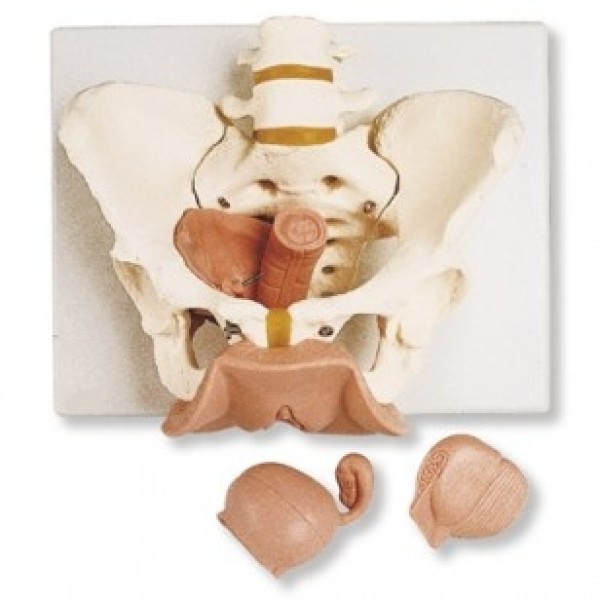 ESP Model Female Pelvis Skel & Genitalia (ZKK-380-H)