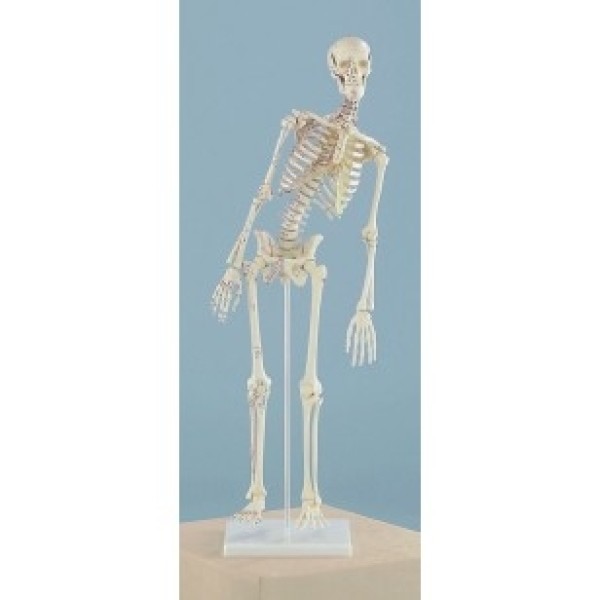 ESP Model Miniature Skeleton, Flexible Spine with Muscle Attachments (ZJY-262-D)