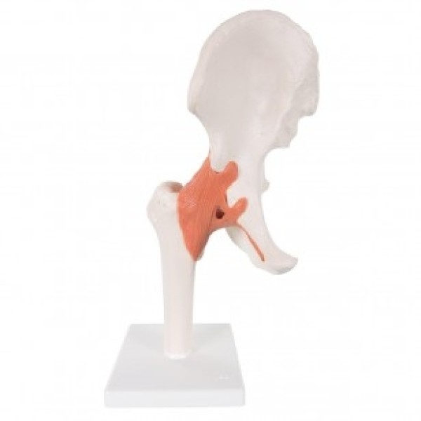 ESP Model Hip Joint Flexible (ZJY-820-Y)