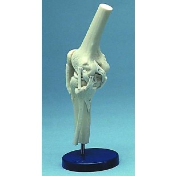 ESP Model Knee Joint Ligamented (ZJY-865-R)