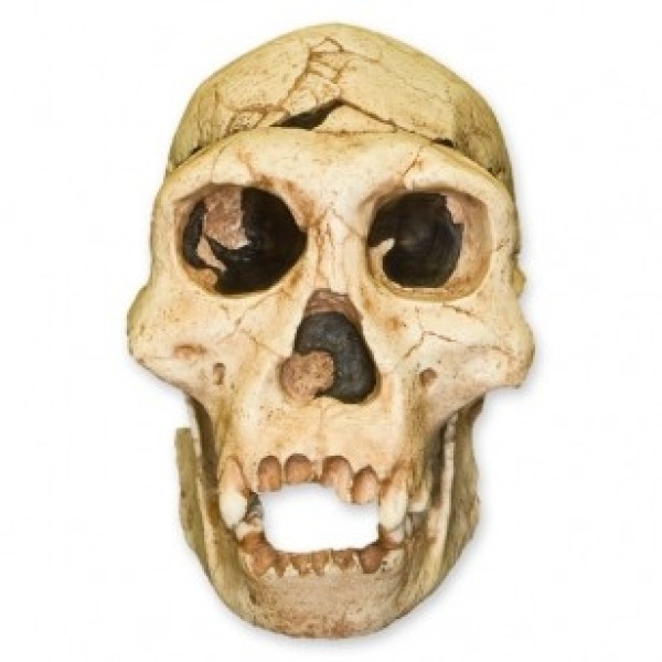 ESP Model Dmanisi H. Erectus Skull (ZJY-528-D)