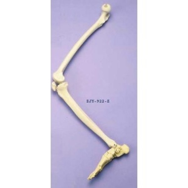 ESP Model Leg Articulated (ZJY-922-Z)