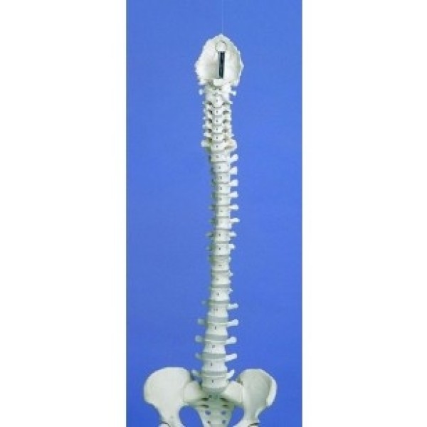 ESP Model Rigid Spine Medical with Pelvis (ZJY-976-V)